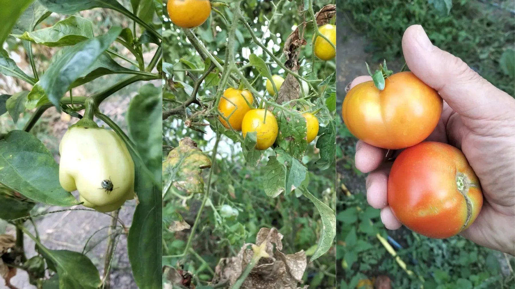 Ploșnița verde lovește solariile din Timiș – Un legumicultor spune că a pierdut a doua cultură de tomate — Nezara viridula,