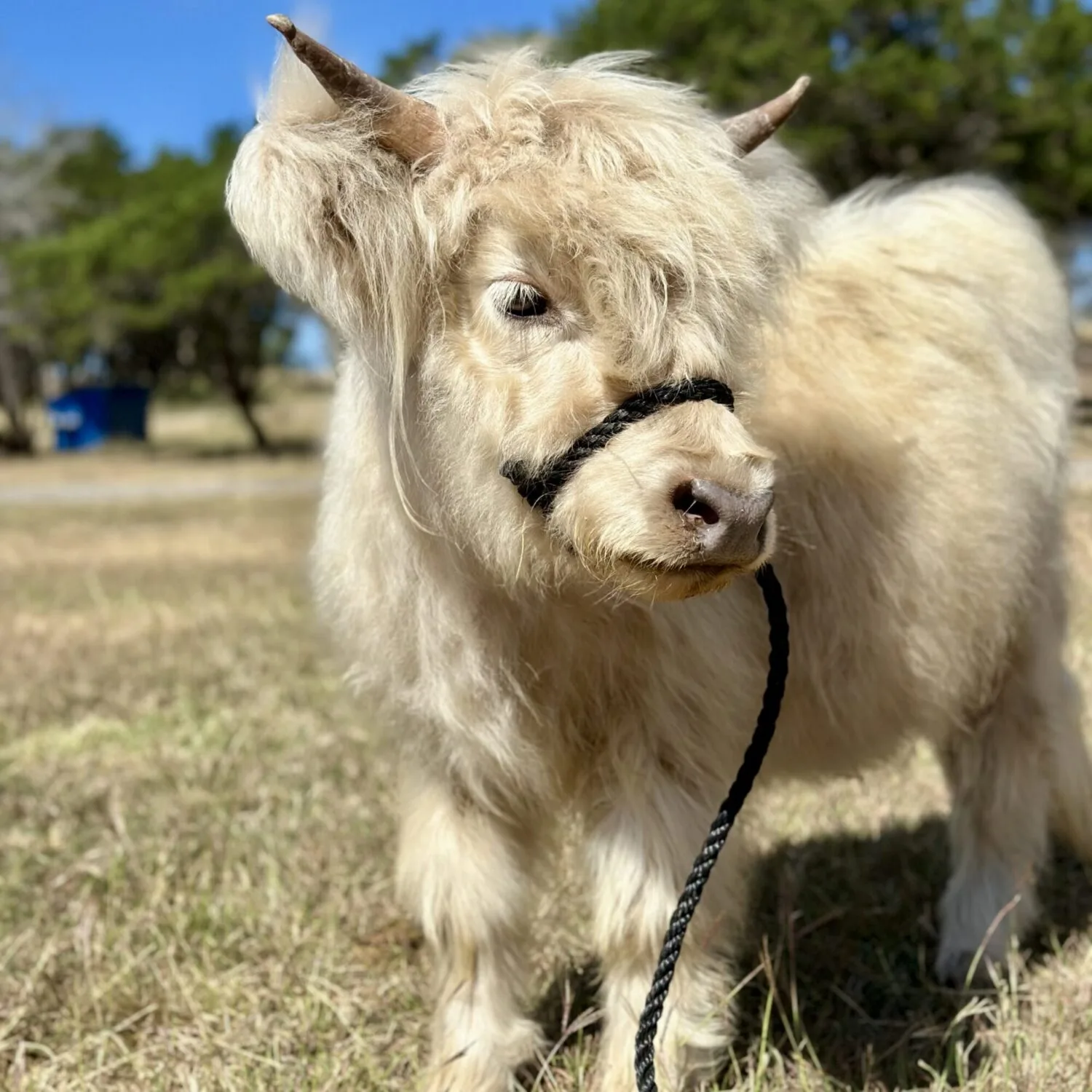 Mini-vacă blondă cu blană lungă, coarne și căpăstru negru