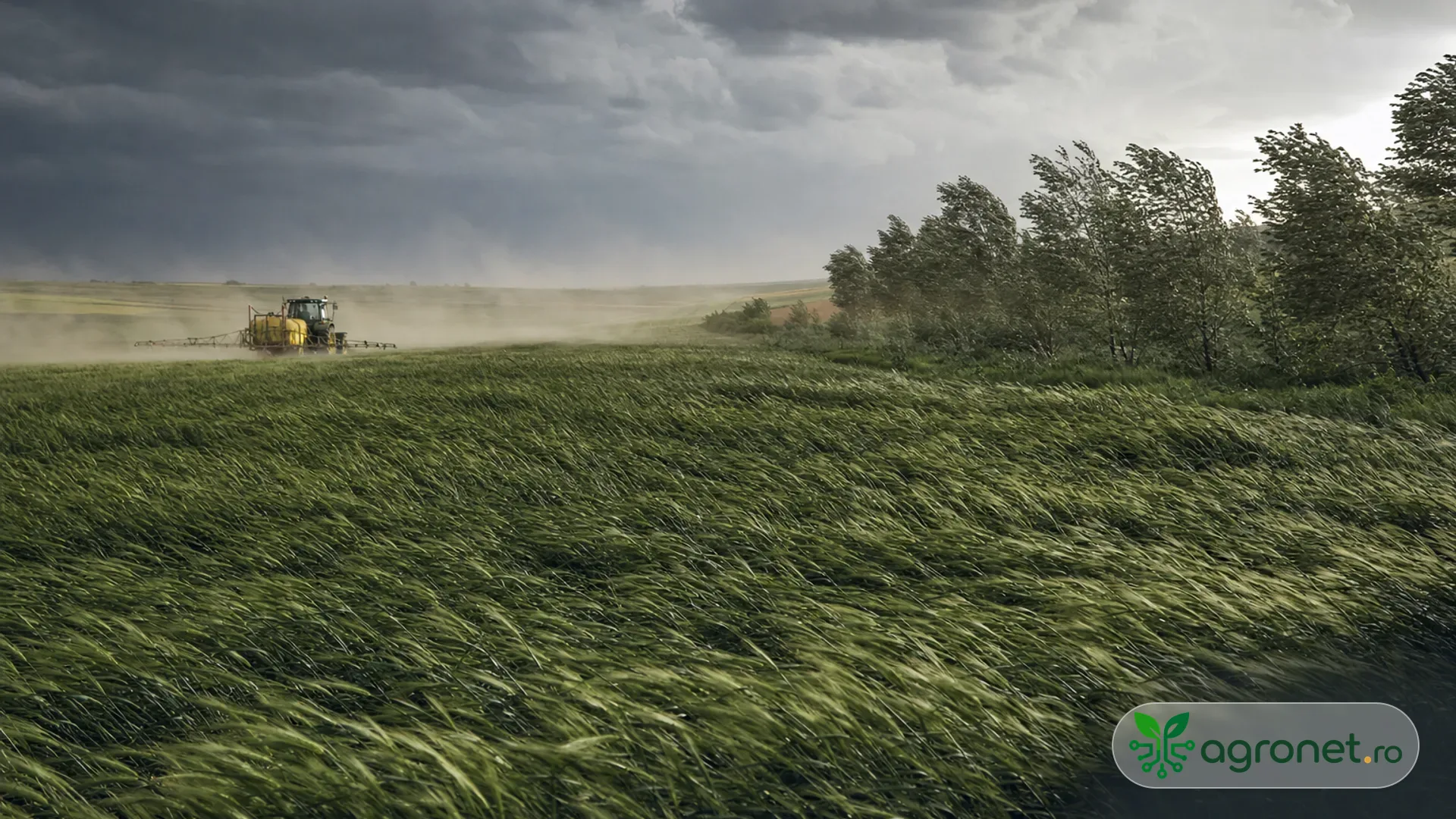 Meteo agricol România: vânt puternic și caniculă în regiunile agricole