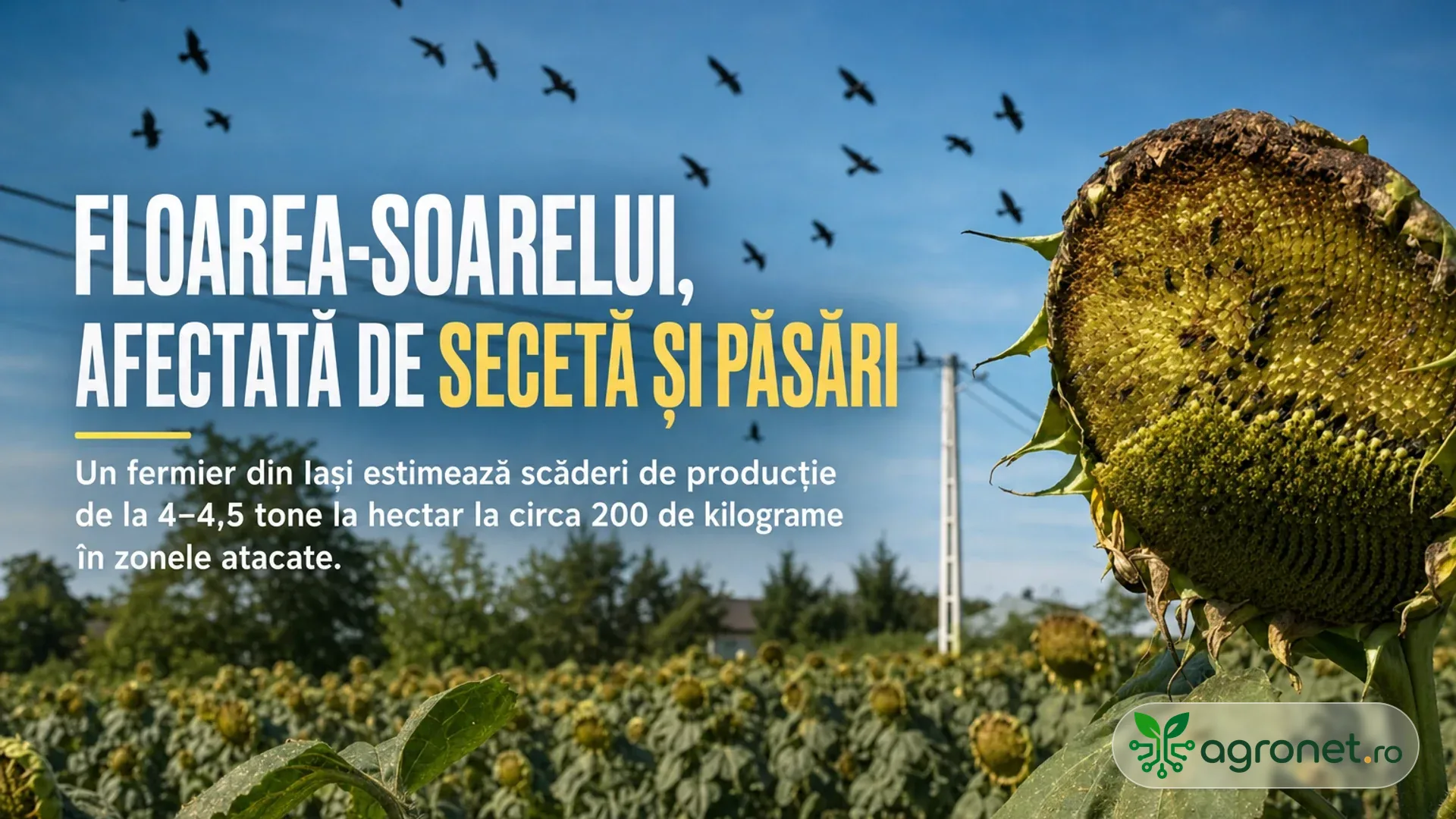 Capitul de floarea-soarelui matur într-un lan, cu păsări negre zburând pe cer.