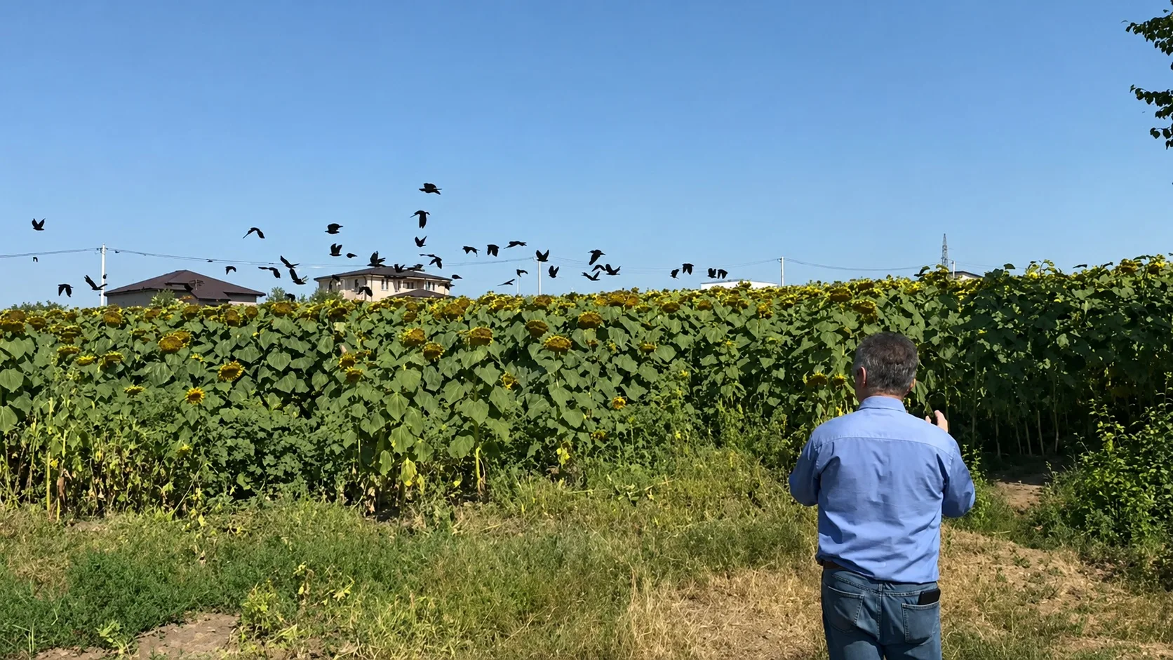 Bărbat privind un stol de păsări negre peste lanul de floarea-soarelui