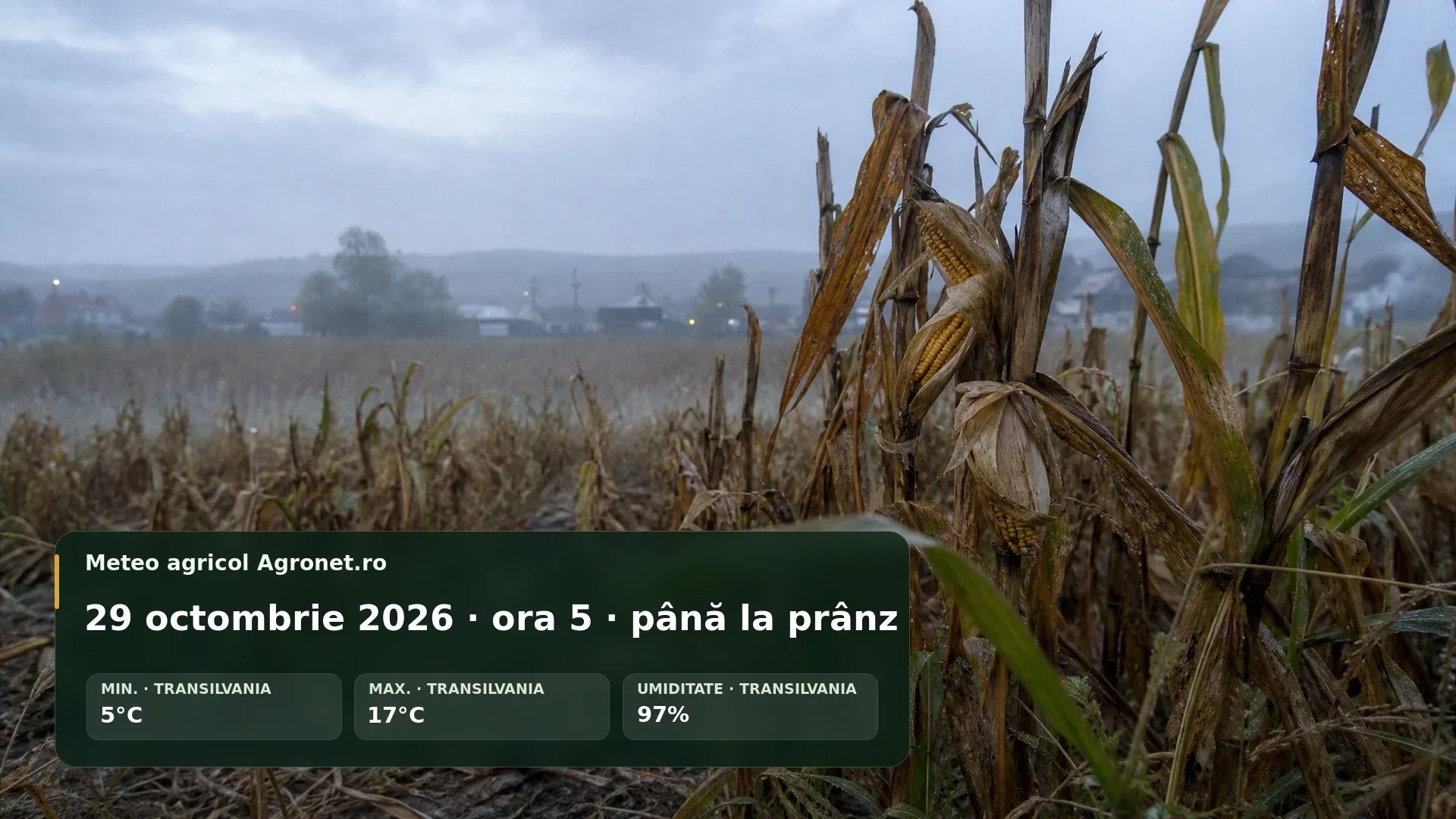 Teren agricol de toamnă umed, sub cer acoperit, la începutul zilei