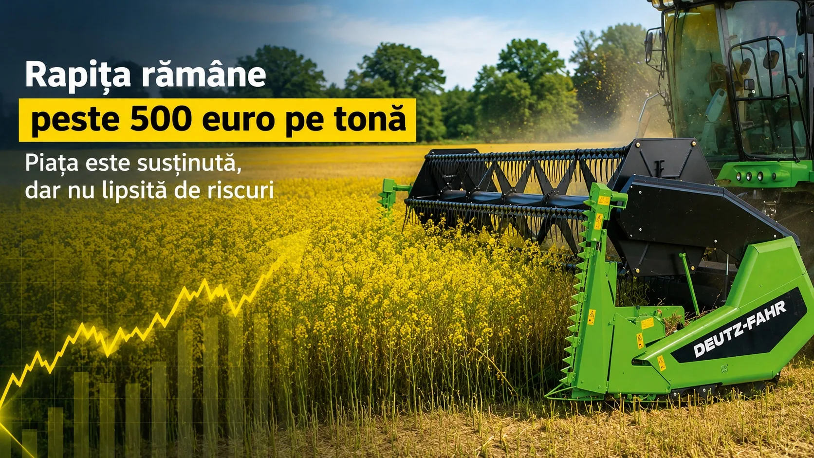 Semnale bune pentru cultivatorii de rapiță - Prețul se menține peste un prag important
