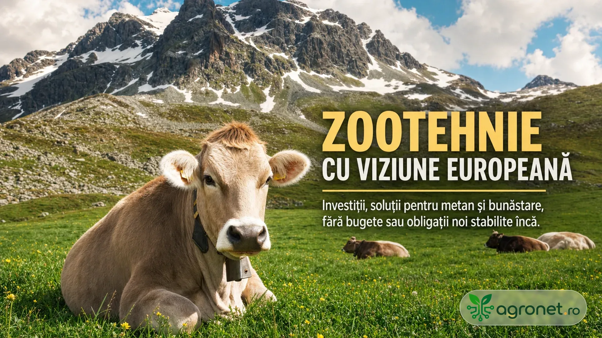 Vacă așezată pe o pășune verde, cu alte bovine în fundal și munți înzăpeziți.