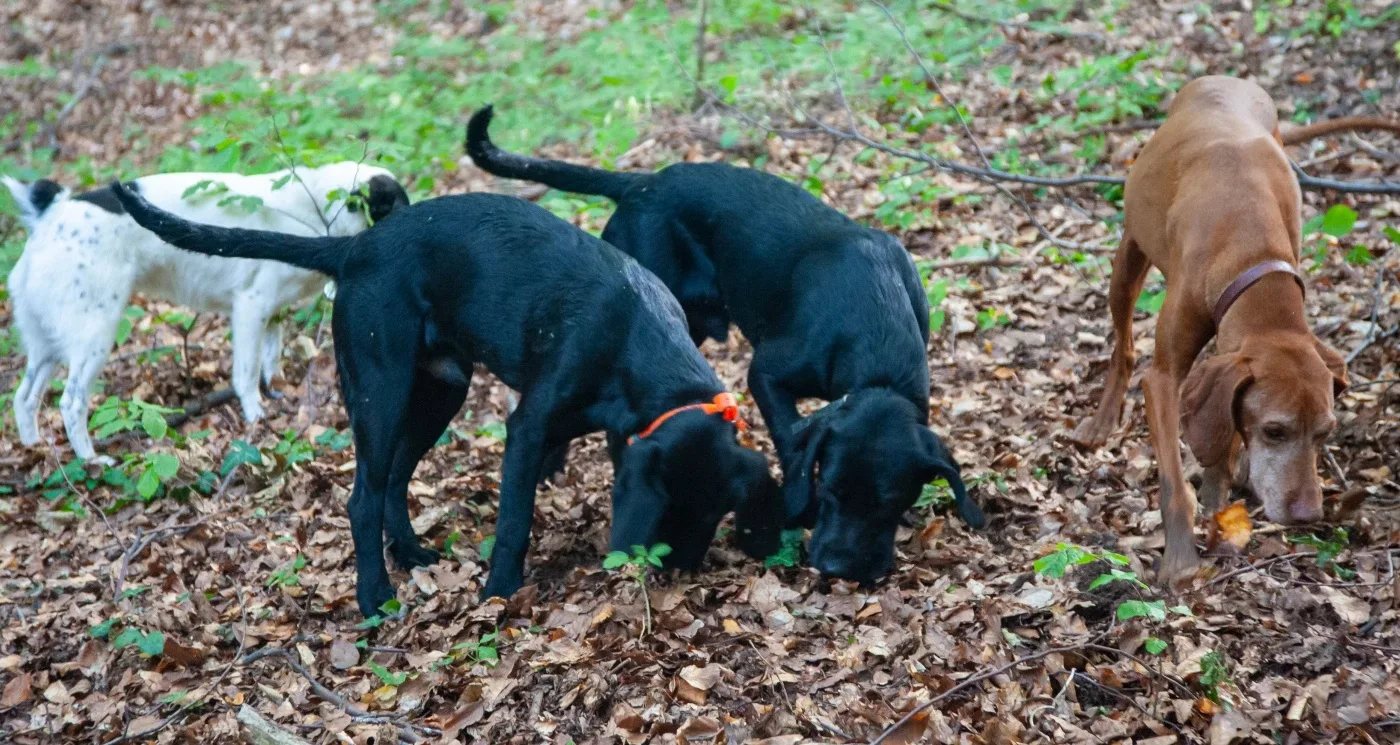 Câini de trufe adulmecă solul acoperit cu frunze în pădure