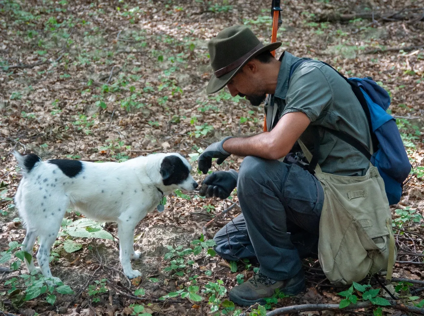 Culegător îngenuncheat lucrează cu un câine de trufe în pădure