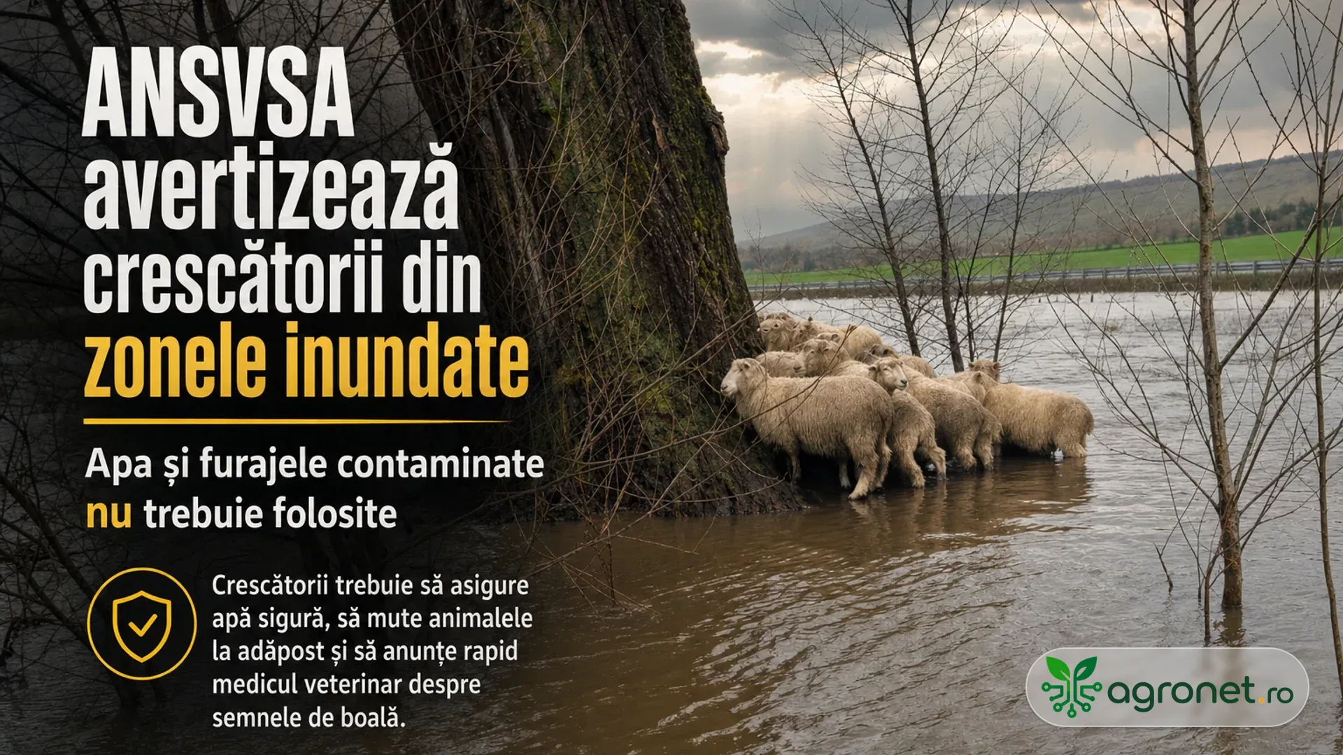 Turmă de oi stând în apă lângă copaci, pe un teren inundat.