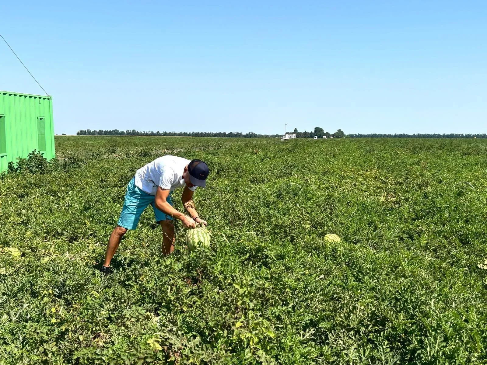 Bărbat aplecat verifică un pepene într-un câmp cultivat