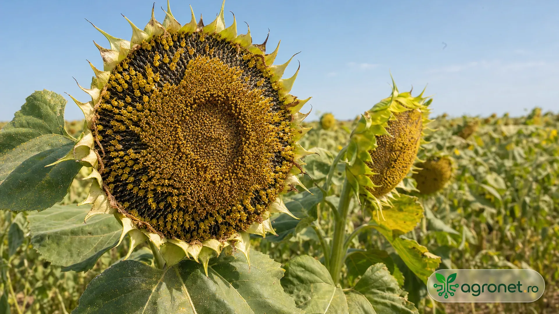 Capitule de floarea-soarelui într-o parcelă afectată de arșiță, cu vegetație ușor ofilită și un prim-plan natural al feței unui capitul.