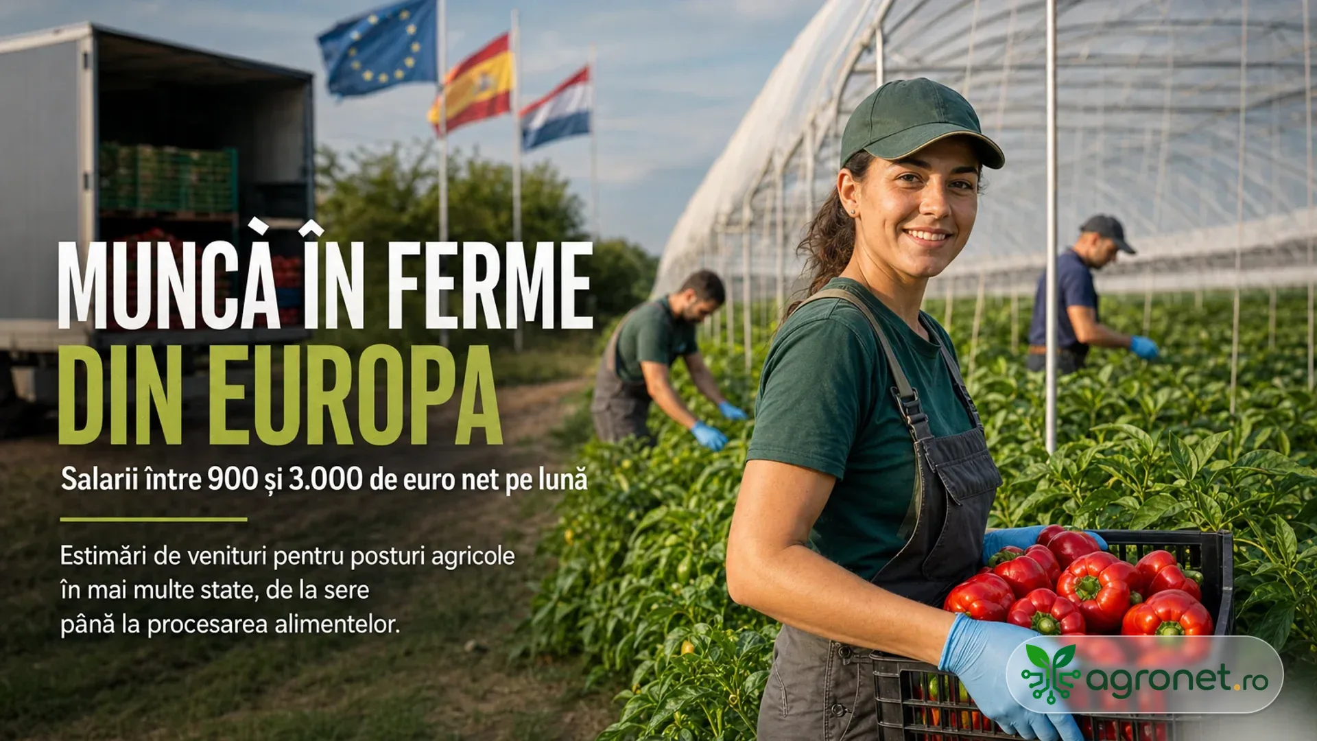 Tineri lucrători agricoli recoltează ardei roșii lângă o seră, cu steaguri europene în fundal.
