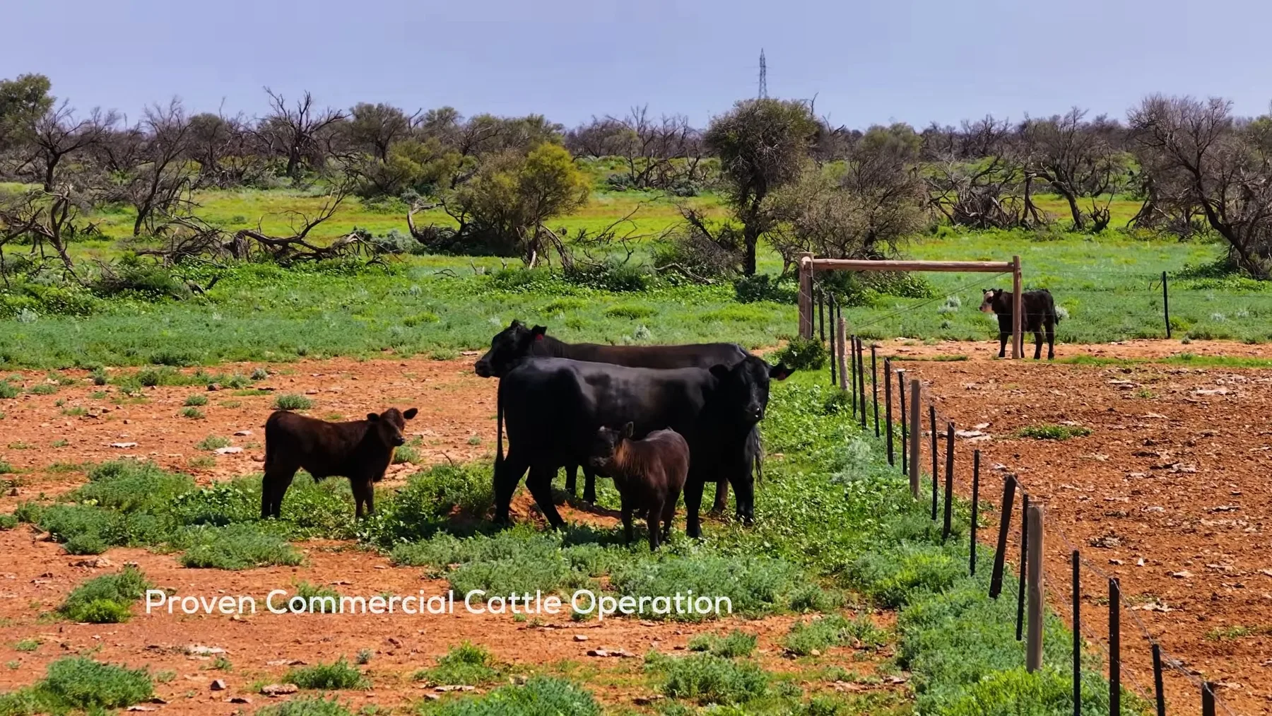 Bovine negre cu viței lângă gard, pe pășune semiaridă