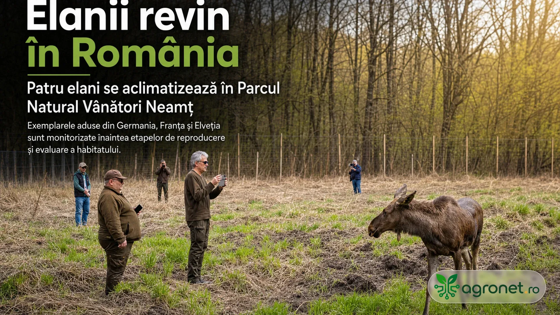 Un elan stă într-o poiană împrejmuită, în timp ce mai multe persoane îl observă de la distanță.