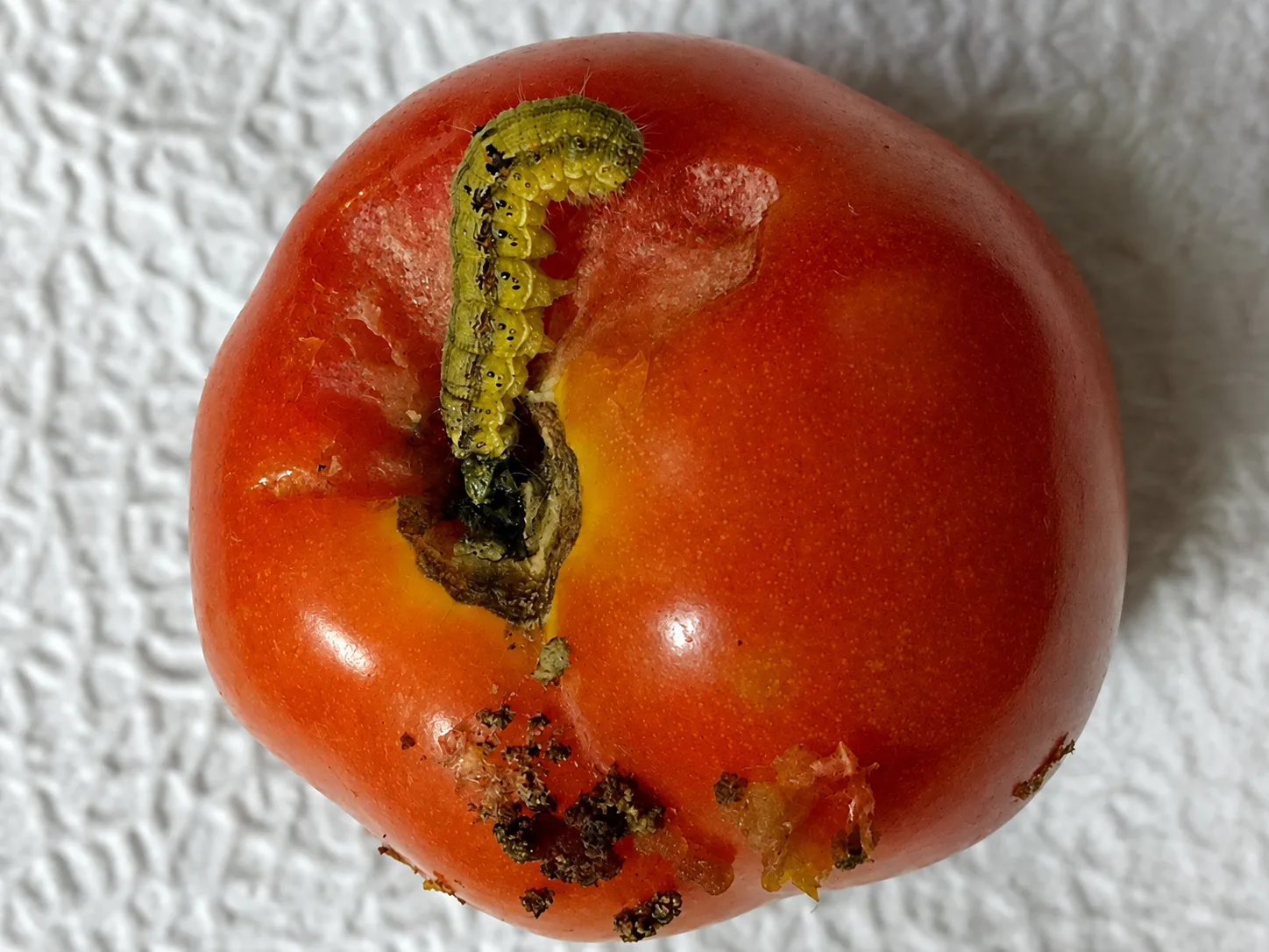 Omidă verde-gălbuie pe tomată roșie, lângă zone perforate și murdărite