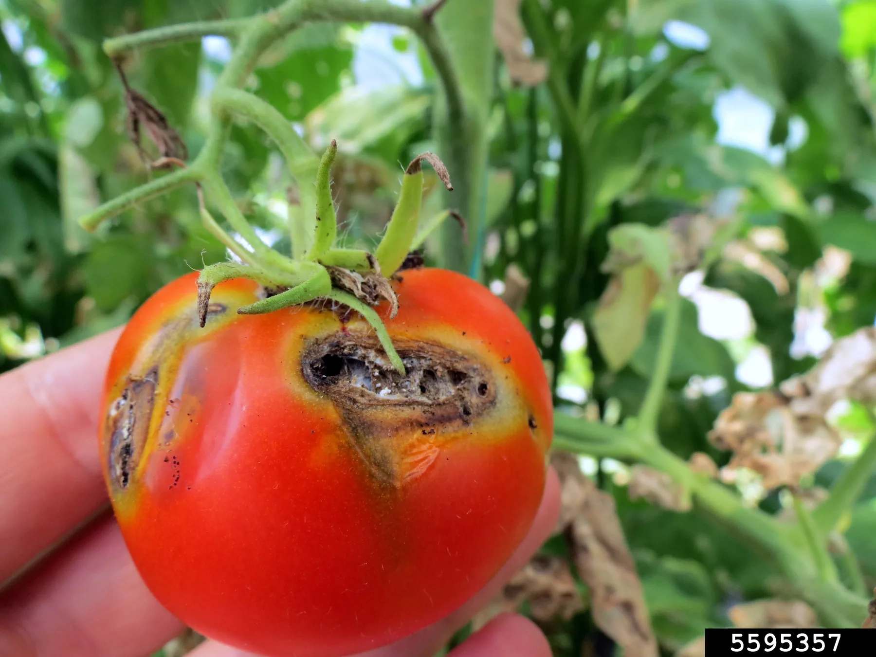 Tomată roșie pe plantă, cu leziuni întunecate lângă codiță