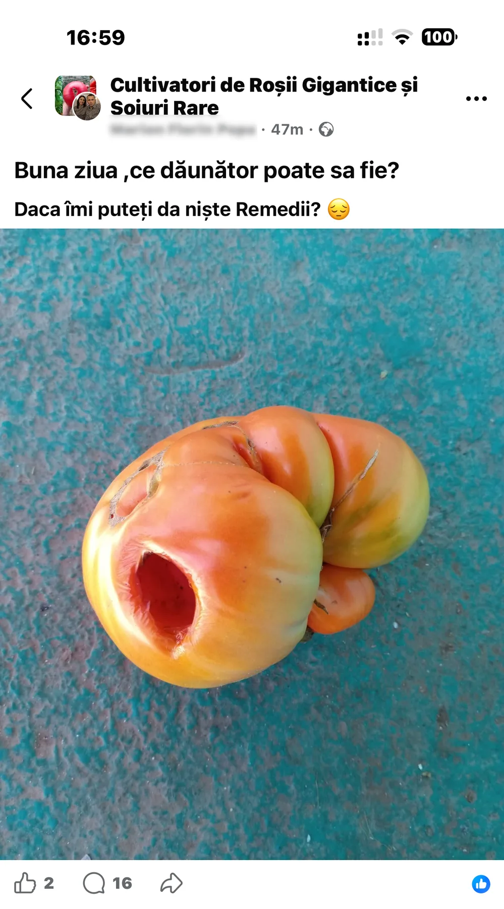 Tomată puternic lobată, galben-roșiatică, cu o cavitate laterală mare