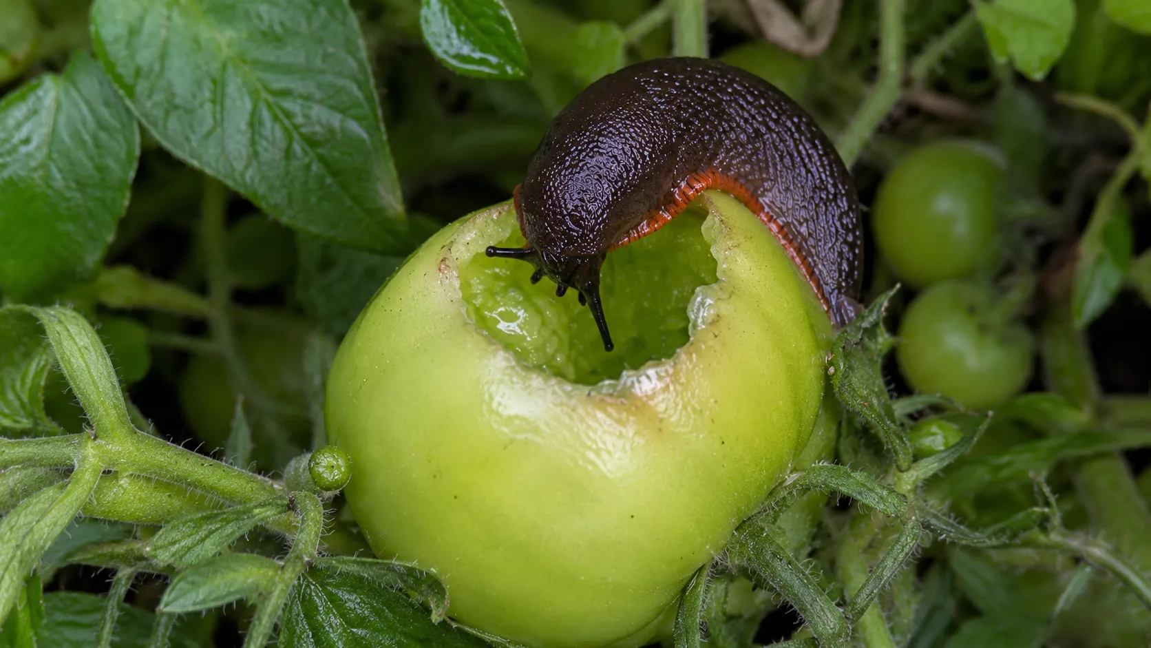 Limax pe o tomată verde, lângă o gaură cu margini umede