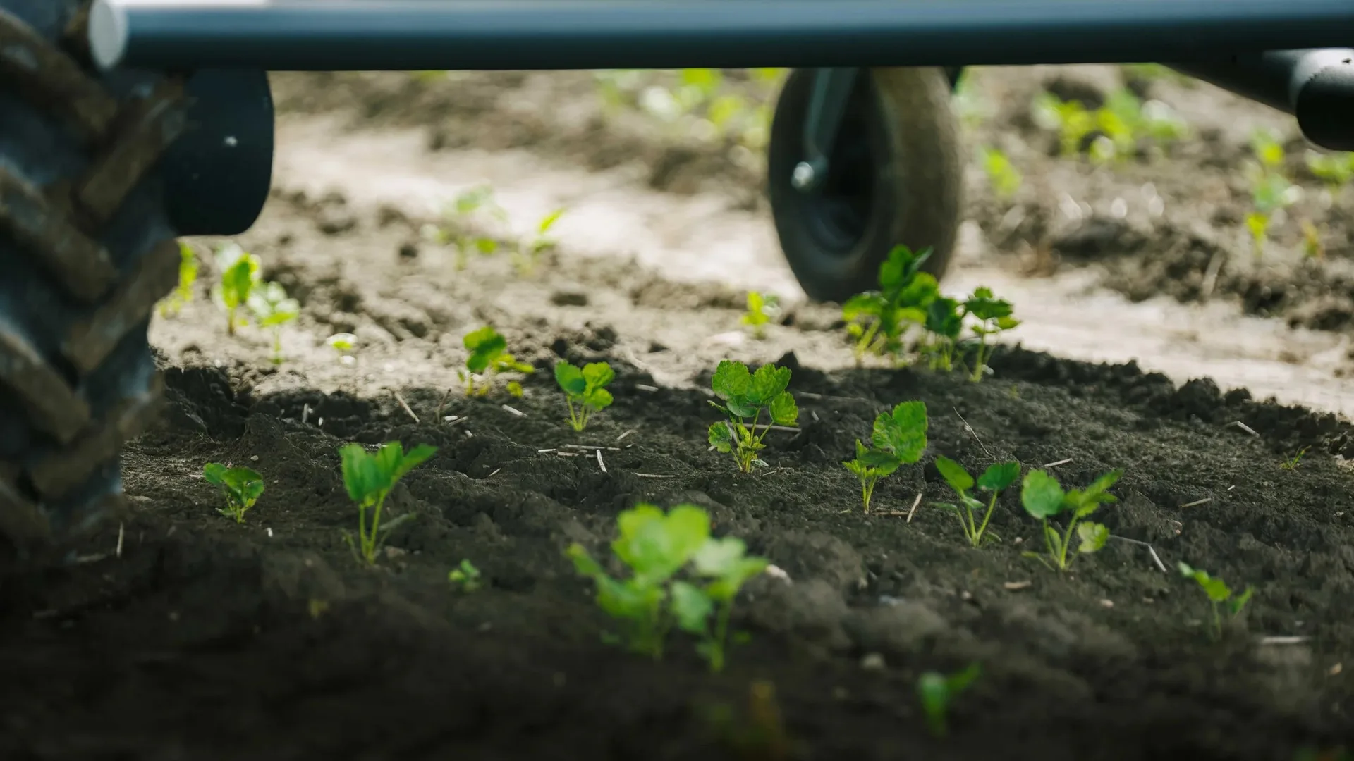 Roți de utilaj agricol trec deasupra plantelor tinere pe sol afânat