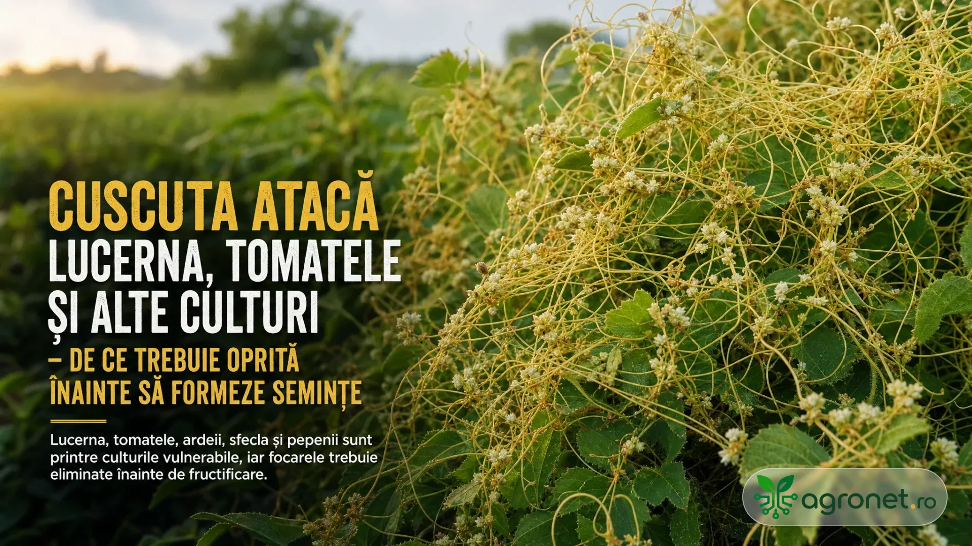 Tulpini subțiri galbene de cuscuta acoperă o plantă verde, cu vegetație neclară în fundal.