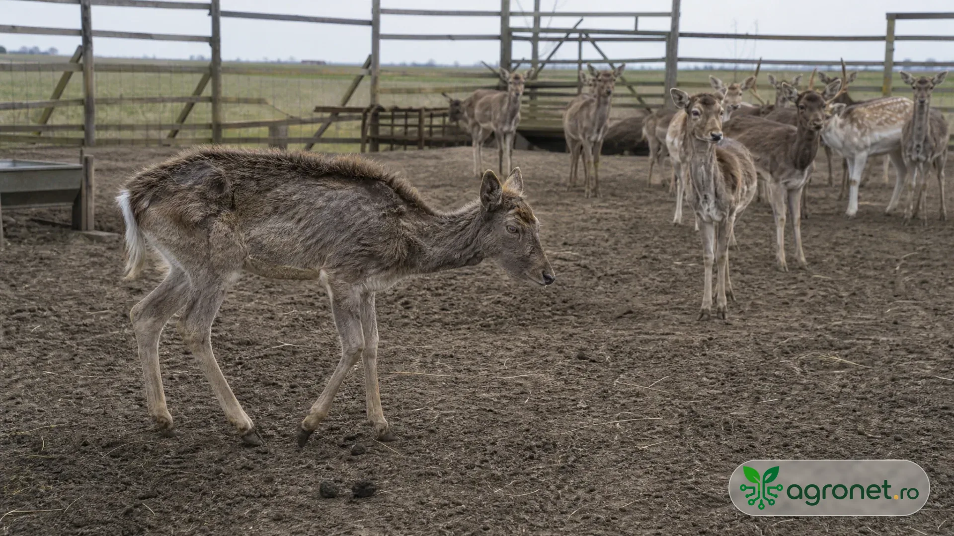 Cerbi într-un țarc agricol spațios, cu un animal mai slab aflat la distanță de grup și un medic veterinar care observă de la marginea padocului.