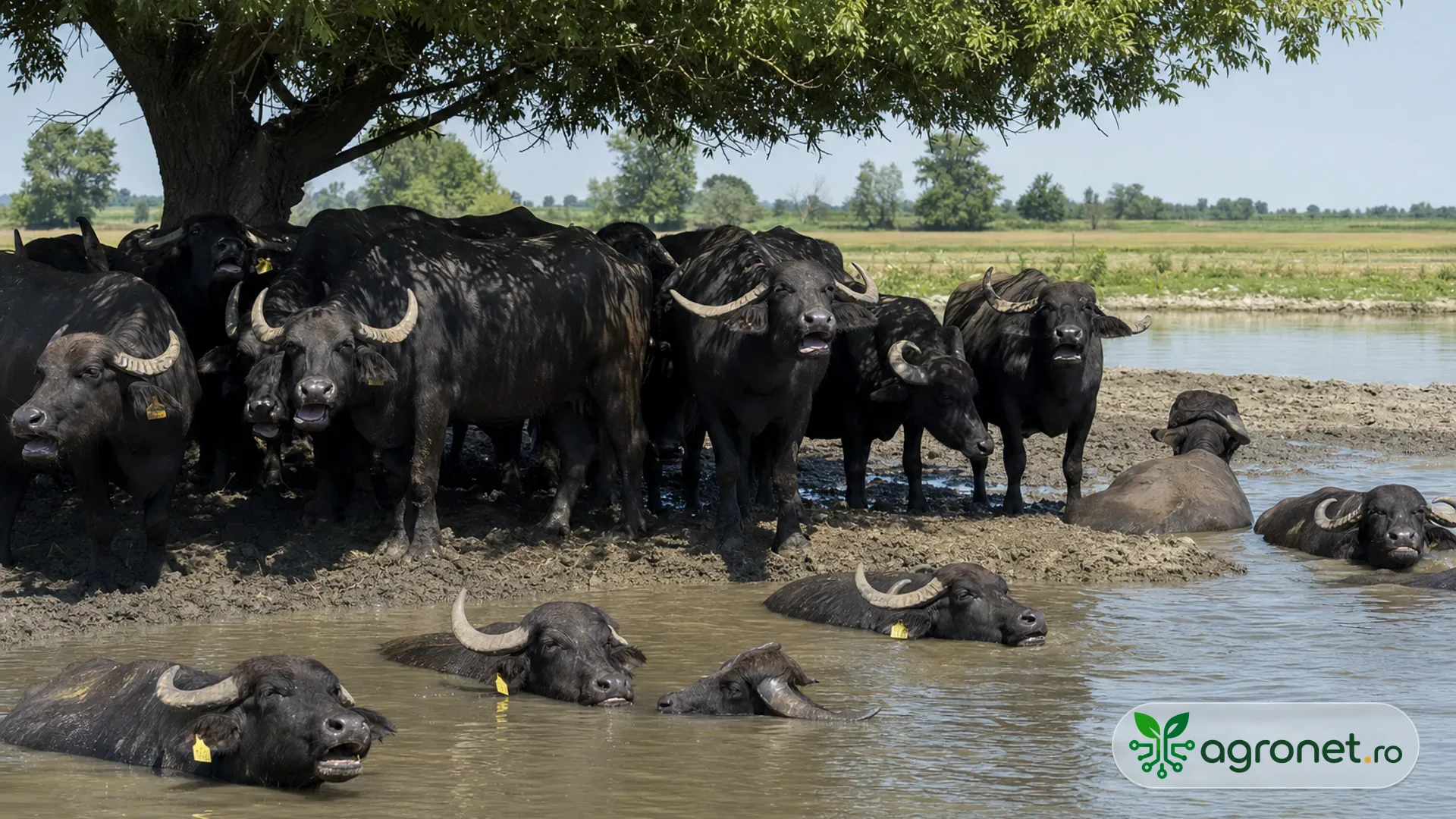 Bivoli de apă într-o fermă europeană, stând la umbră lângă o zonă de răcorire într-o zi de vară foarte caldă.