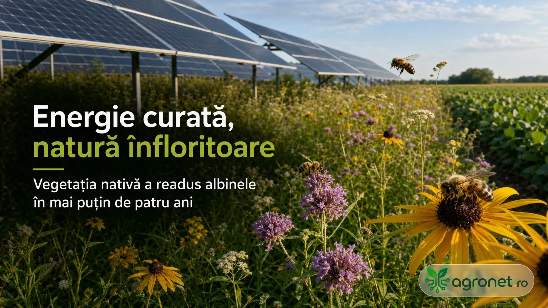 Panouri fotovoltaice deasupra unei pajiști cu flori, cu albine pe flori galbene și un câmp cultivat în fundal.