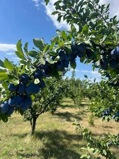 Crengi de prun încărcate cu prune albastre într-o livadă însorită