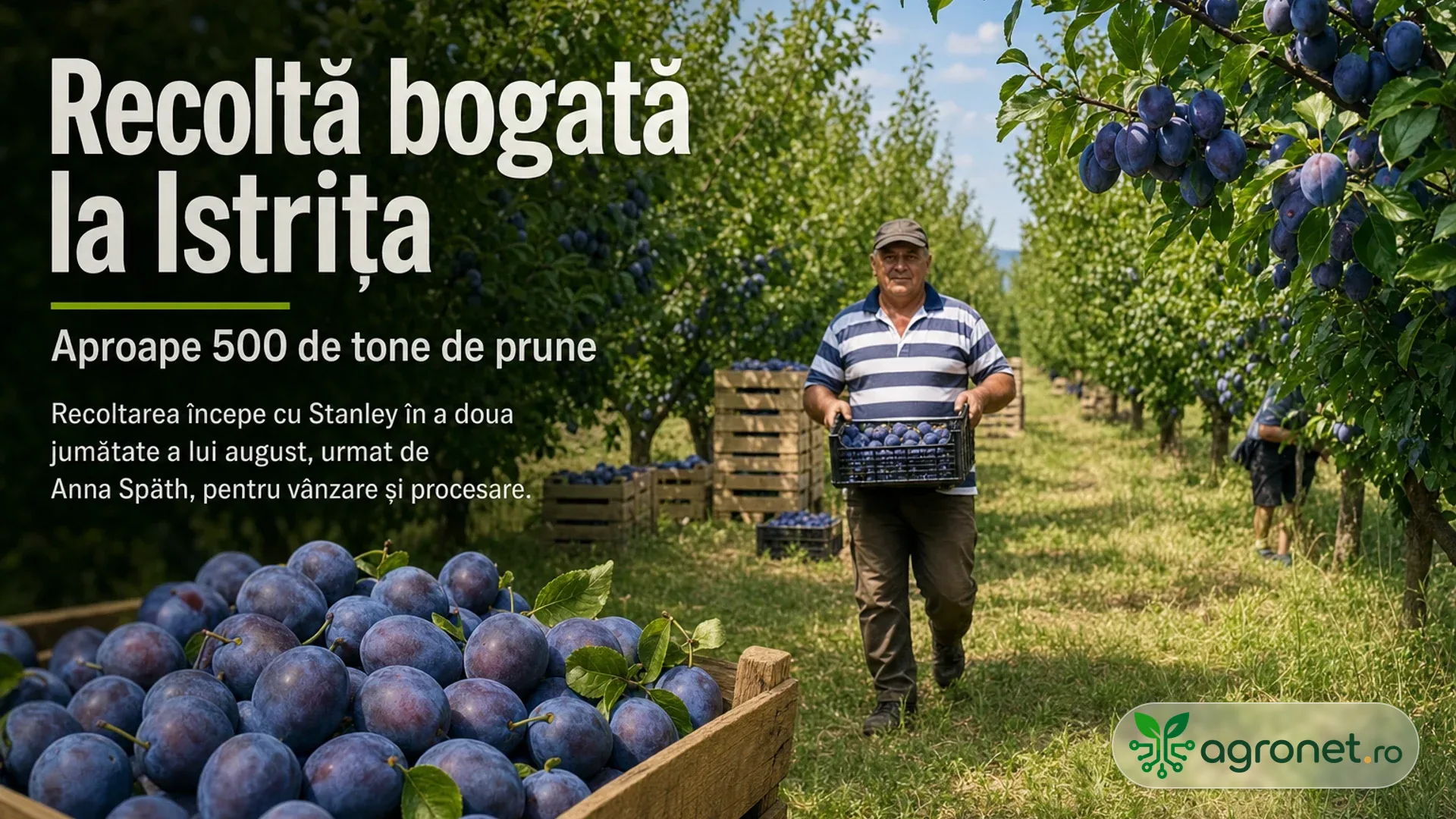 Bărbat care transportă o ladă cu prune pe un rând de livadă, cu lăzi pline și fructe pe ramuri.