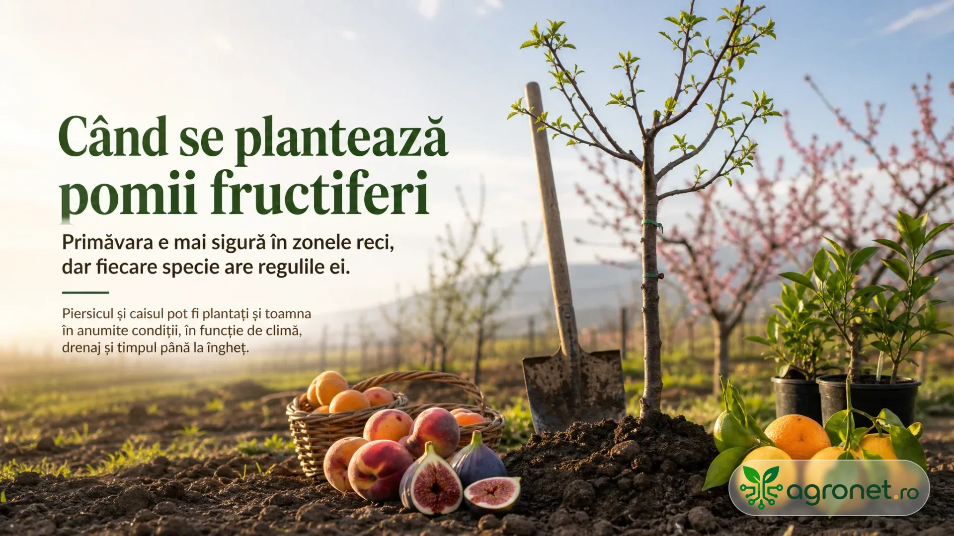 Puiet de pom fructifer plantat în sol, cu hârleț, fructe și ghivece cu citrice într-o livadă însorită.