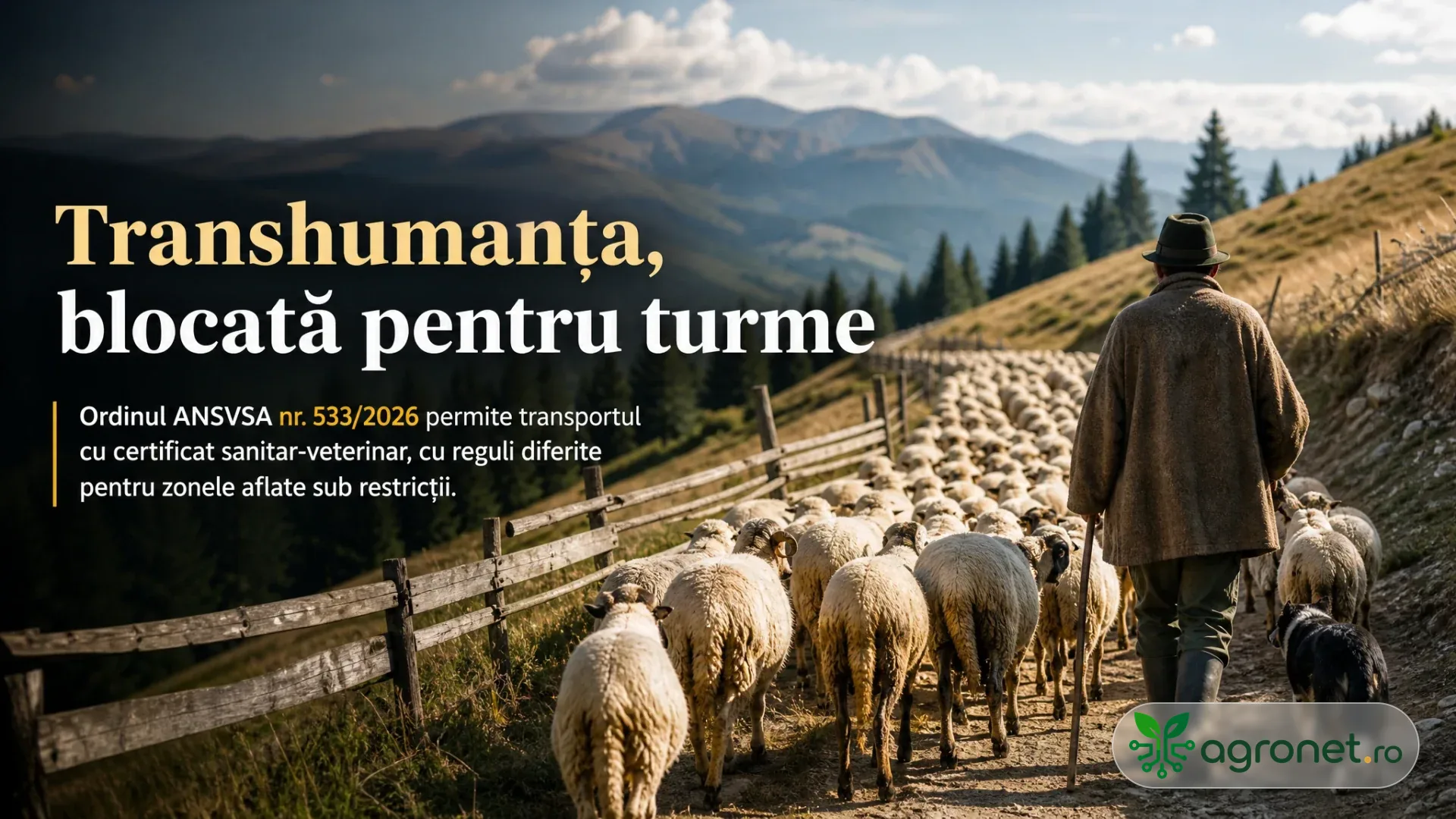 Cioban cu turmă de oi și câine pe un drum de munte, lângă un gard de lemn.