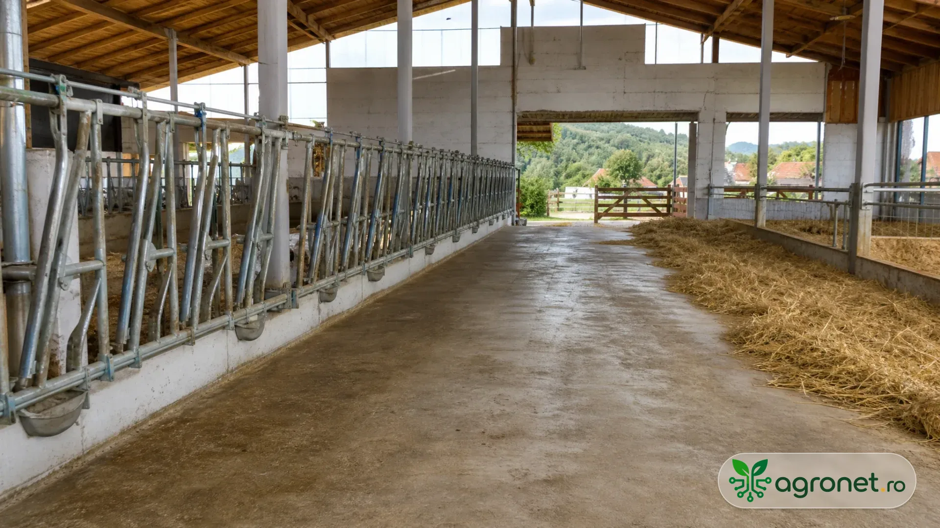 Adăpost de bovine gol, curățat și uscat înainte de stabulația de toamnă, cu așternut pregătit și deschideri de ventilație vizibile.