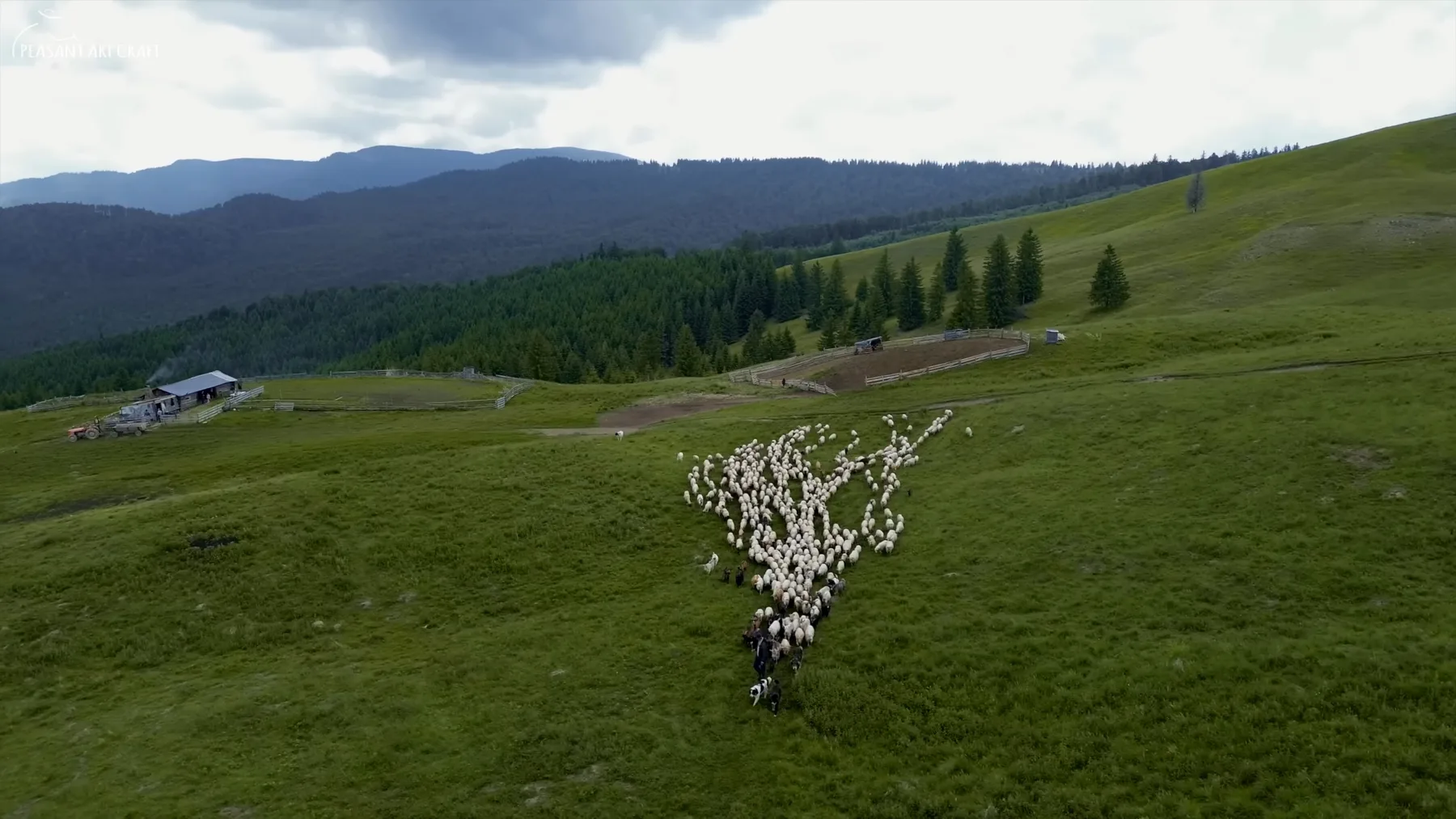 Turmă de oi urcând pe pășune montană, lângă stână și pădure