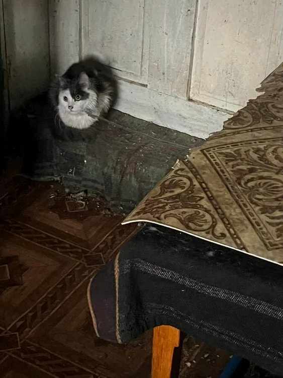 Pisică alb-negru stă ghemuită într-un colț, lângă pat