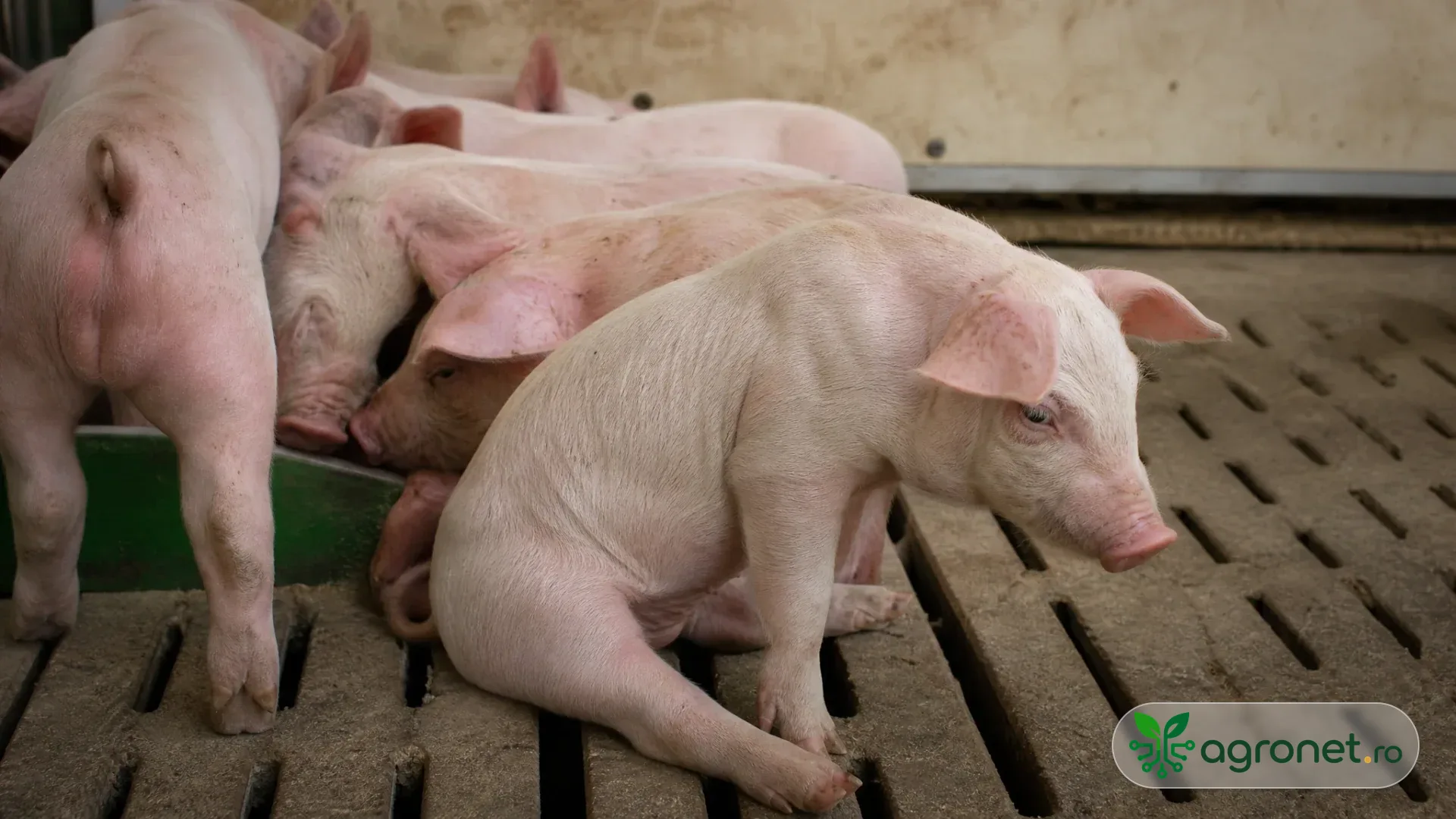 Purcei sugari într-o boxă de maternitate curată, unul dintre ei având un aspect ușor mai palid și o postură mai puțin viguroasă, fără proceduri medicale vizibile.