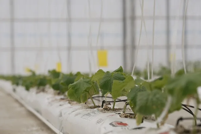 Plante tinere de legume susținute cu sfori într-o seră