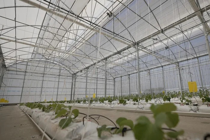 Rânduri de plante tinere crescute pe substrat într-o seră înaltă