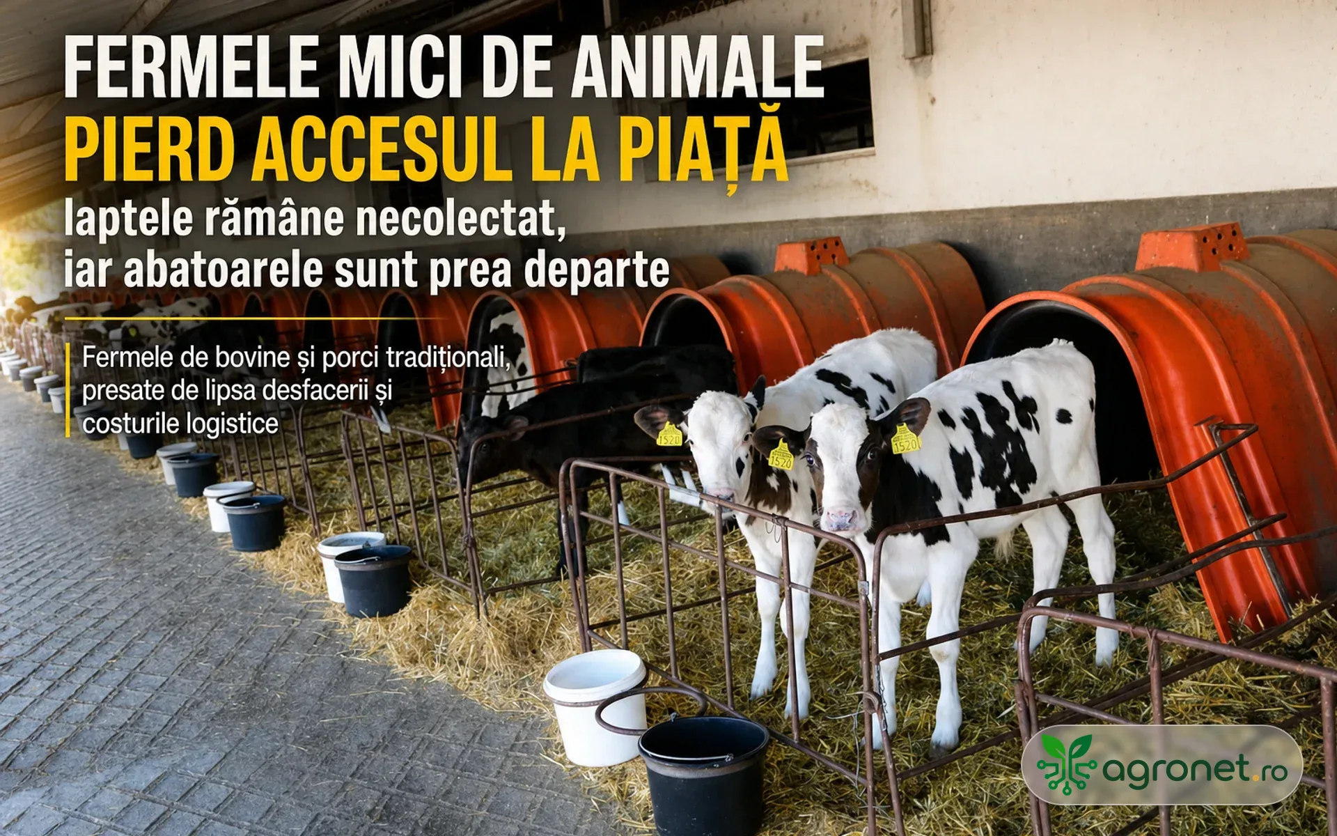 Fermele mici de animale pierd accesul la piață – laptele rămâne necolectat, iar abatoarele sunt prea departe
