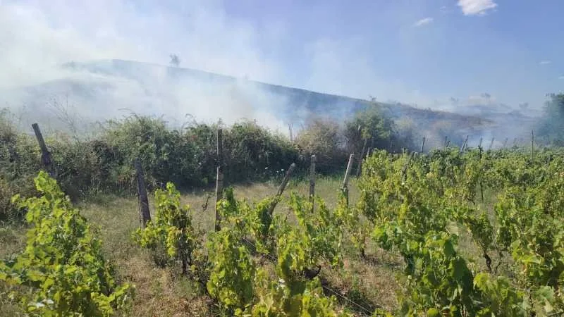 Fum dens se ridică lângă o vie, peste vegetația uscată