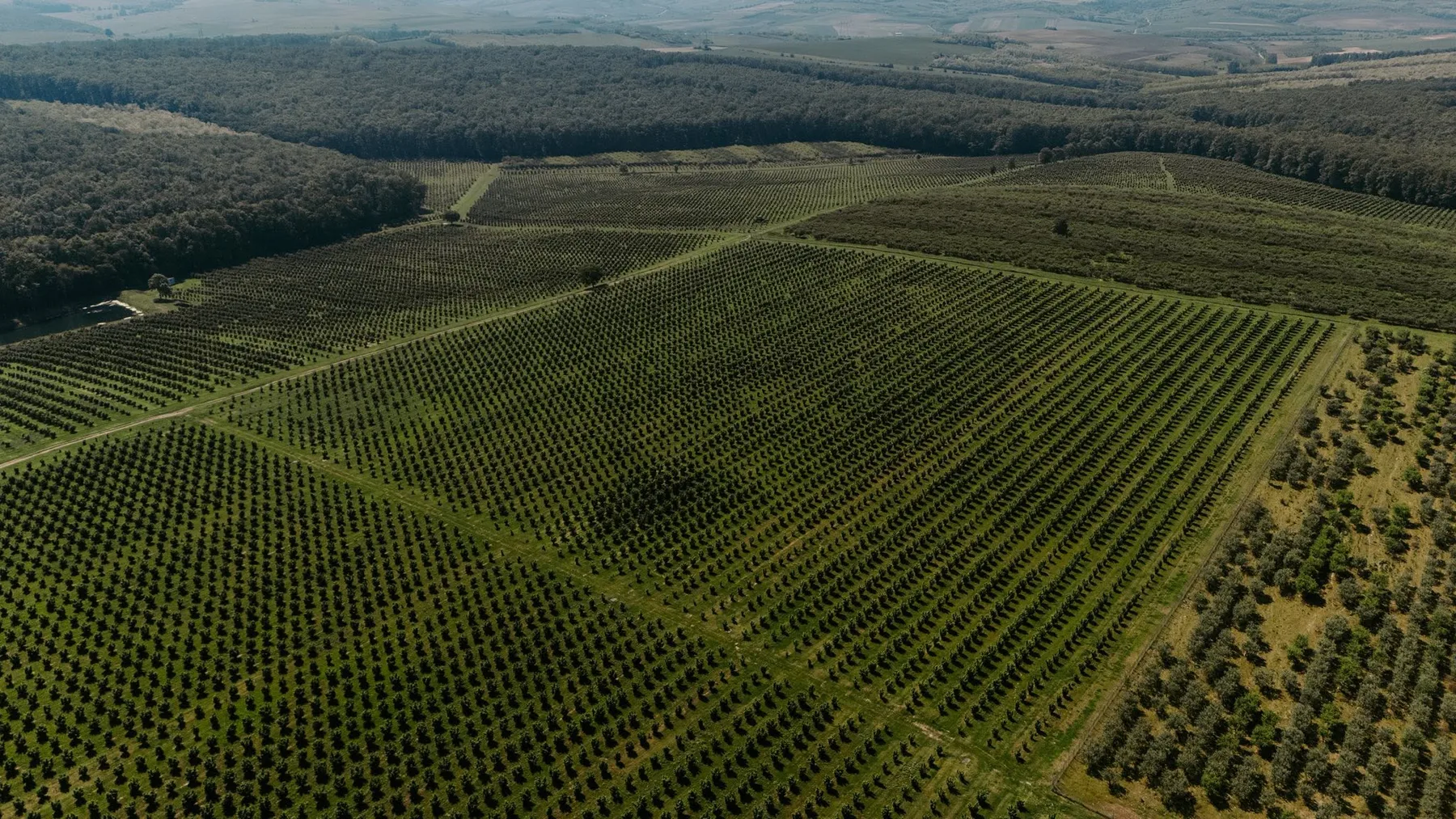 Plantație întinsă de aluni văzută de sus, cu rânduri ordonate