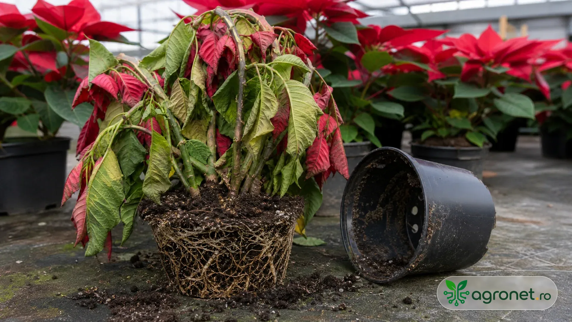 Poinsettia în seră, cu o plantă ușor ofilită și balot radicular scos cu grijă din ghiveci, cu rădăcini brunificate vizibile.