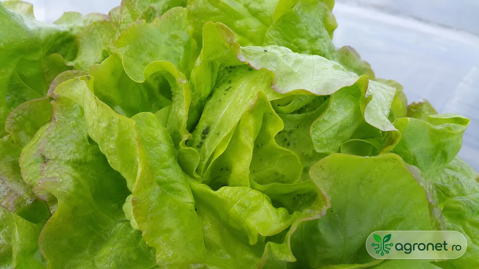 Căpățână de salată desfăcută ușor într-un solar, cu mici afide observabile între frunzele tinere din centru.