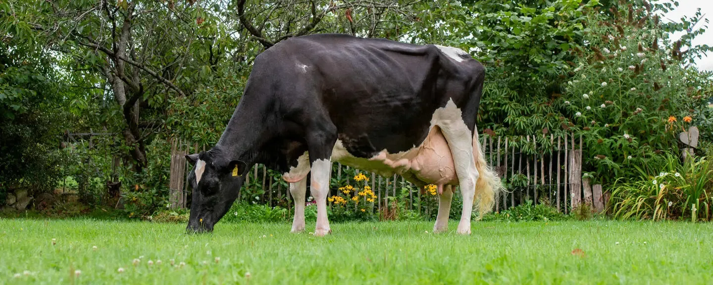 Vacă Holstein alb-negru pășunând pe iarbă, lângă pomi și gard