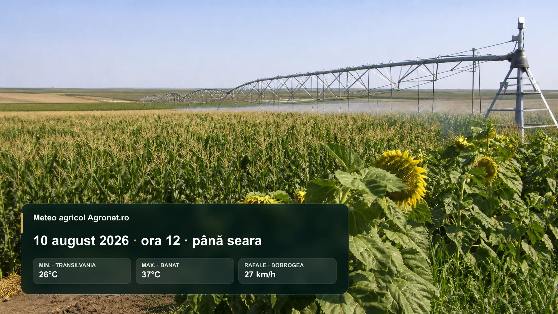 Lucrări agricole într-un câmp însorit, în condiții de caniculă.