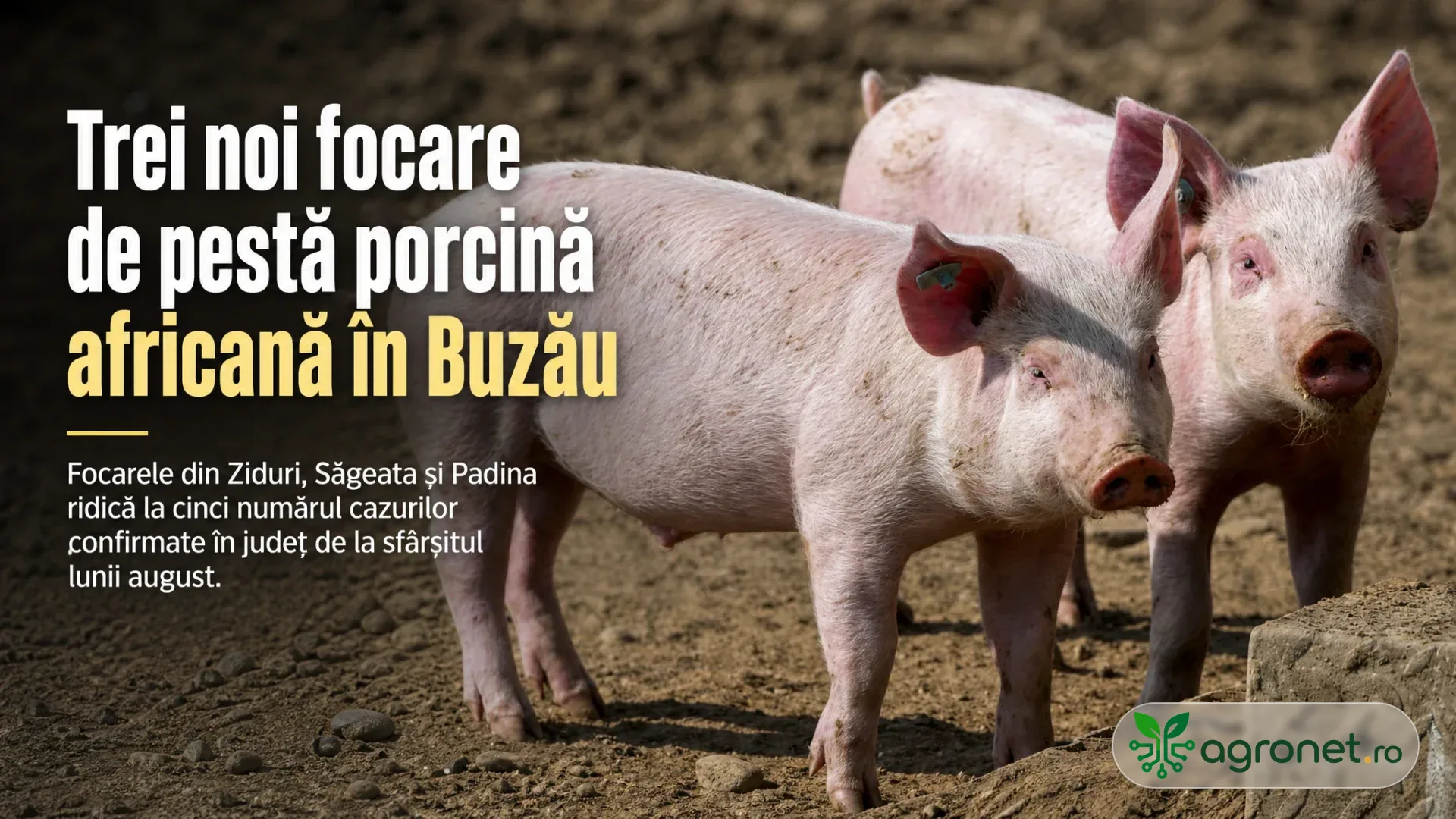 Doi porci roz stau pe pământ într-un țarc, lângă un bloc de beton, cu fundal întunecat și text editorial suprapus.