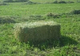 Baloți de lucernă dreptunghiulari. — imaginea 1