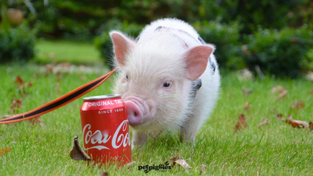 Cola